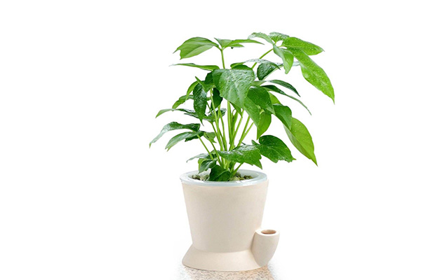 办公室都适合养些什么植物？最适合办公室养的5种盆栽植物