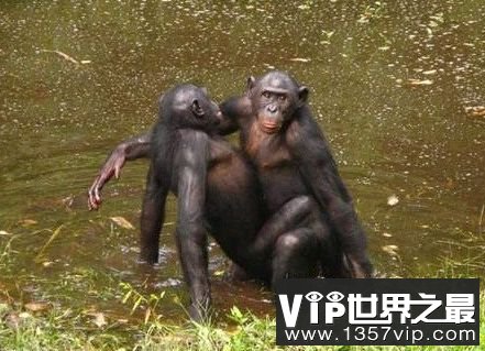 倭黑猩猩们一言不合就交配。在倭黑猩猩的社会中，任何问题都可以通过交配来解决。