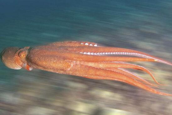 世界上最大的章鱼，北太平洋巨型章鱼(重达272公斤)