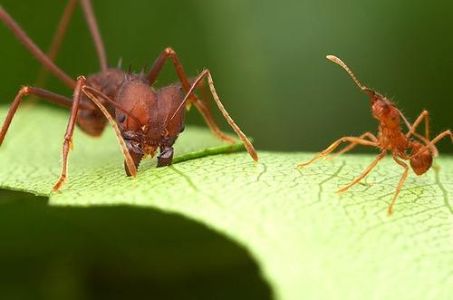 切叶蚁能培育出蘑菇，它还是蚂蚁中的大力士！