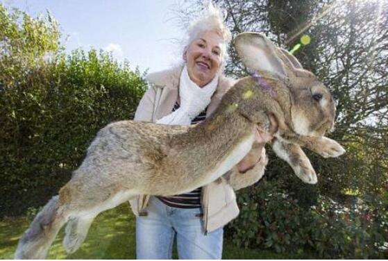 世界上最大的兔子，大流士兔子(长达1.22米/重45斤)