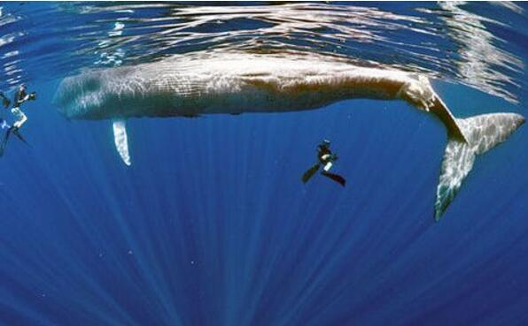 世界上最大的鲸鱼，蓝鲸(体长33米/睾丸重达90斤)