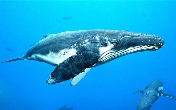世界上最大的鲸鱼，蓝鲸(体长33米/睾丸重达90斤)