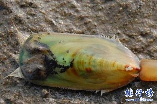 杀不死的十大生物，面对核武器都鄙夷不屑