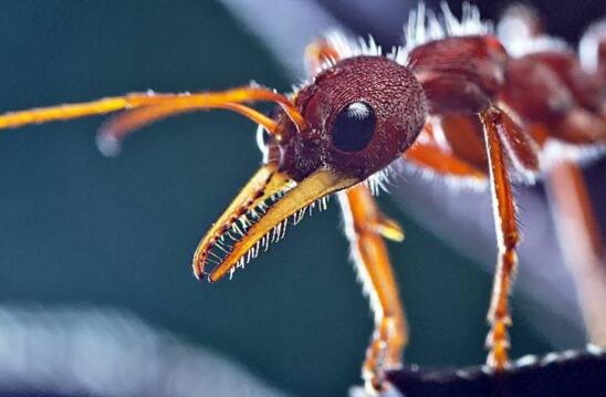 世界上最大的蚂蚁，巨型公牛蚁