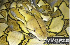 世界上最大的蟒蛇，网纹蟒可长到14.85米长(缠绕能力超强）