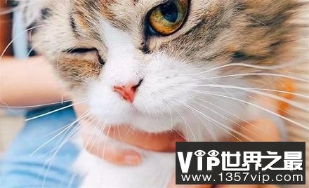 猫咪为什么要长胡须？猫咪的胡须有什么用？