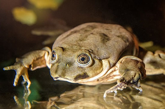 极度濒危的蛙类，数量最少的目前仅剩几只
