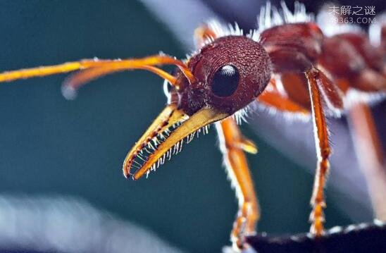 世界上最大的蚂蚁:性情很凶暴更有超强的视力