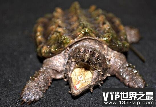 世界上最大的水龟，真鳄龟(鹰勾嘴咬断人类手指)