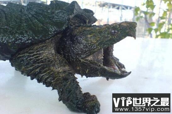 世界上最大的水龟，真鳄龟(鹰勾嘴咬断人类手指)
