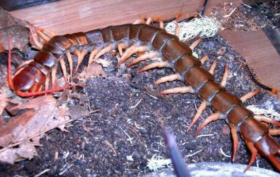工地惊现“蜈蚣精”体长1.2米的中国红巨龙蜈蚣