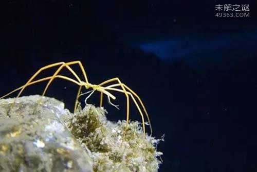 世界上唯一没有天敌的动物，“海蜘蛛”吃饭呼吸生育全靠大长腿