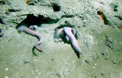 十大水生动物本领盘点 河鲈在视野里隐身