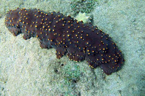 十大水生动物本领盘点 河鲈在视野里隐身