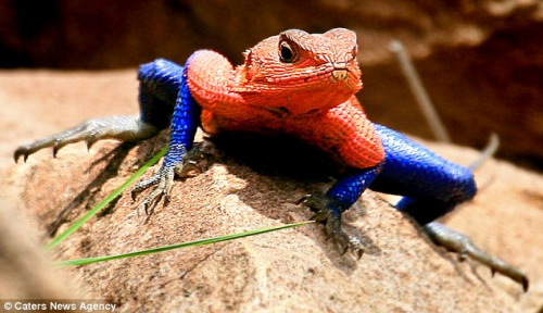 最漂亮的5种蜥蜴 红蓝相间造型酷似蜘蛛侠