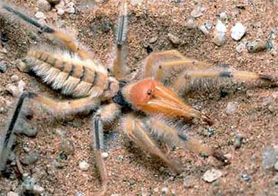 十大怪异昆虫盘点：巨骆驼蜘蛛速度可达10英里/小时