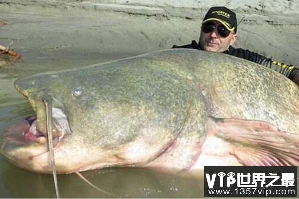 世界上最大的鲶鱼 