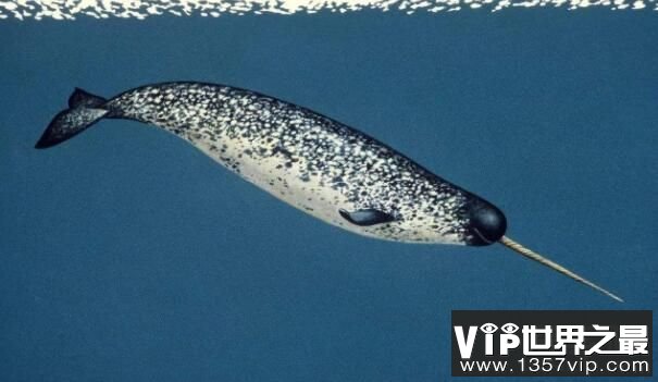 世界上牙齿最长的动物：独角鲸，牙齿长3米(一半身长)