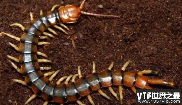 世界第二大蜈蚣：秘鲁巨人蜈蚣，体长42厘米，爱吃蝙蝠的大蜈蚣
