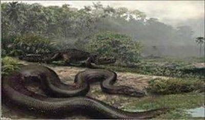 地球恐怖的十大蟒蛇，血蟒竟是蛇类中最弱个体!