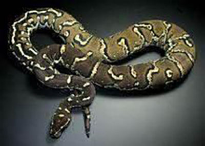 地球恐怖的十大蟒蛇，血蟒竟是蛇类中最弱个体!