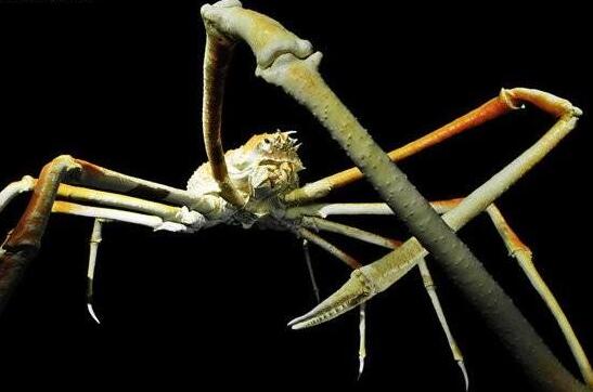 世界上最大的螃蟹，日本巨型杀人蟹蜘蛛蟹(长4.2米/重40斤)