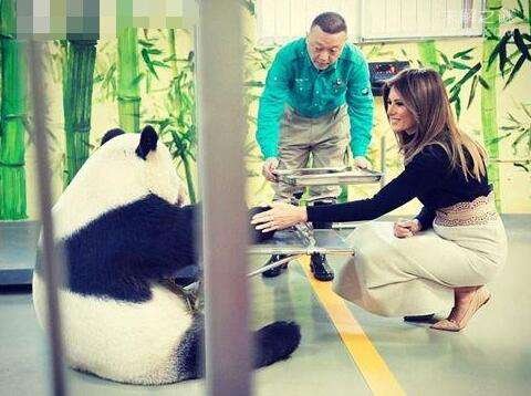 熊猫夫人：一个美国女人偷走中国一只大熊猫的事迹