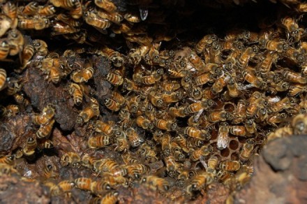 世界十大令人毛骨悚然的科学发现,蜜蜂竟知道它们的女王交配次数