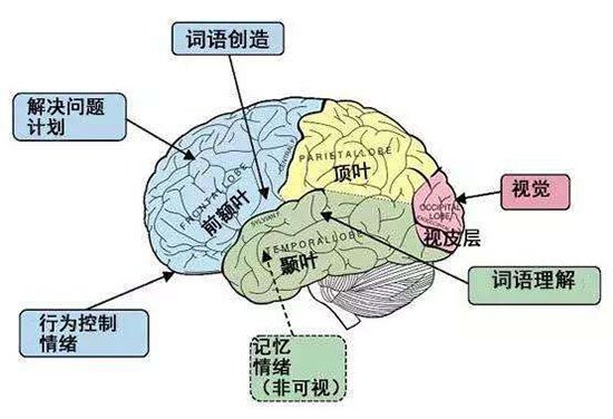 人类真的是宇宙中唯一拥有高级智慧的生物吗是因为人类大脑成为地