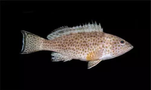 石斑鱼竟是雌雄同体鱼类，30种最为珍贵的石斑