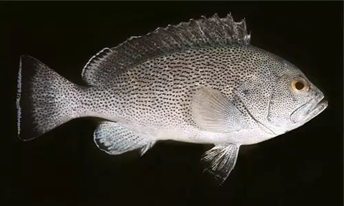 石斑鱼竟是雌雄同体鱼类，30种最为珍贵的石斑