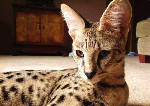 萨凡纳猫是什么猫? 家养豹猫有几种?