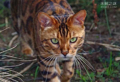 萨凡纳猫是什么猫? 家养豹猫有几种?