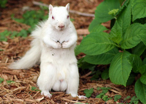 世界十大白化症动物，纯白色的松鼠世界上仅有一只