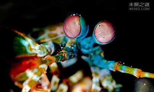 天空蓝魔虾vs雀尾螳螂虾谁厉害?谁才是世界上最凶猛的虾