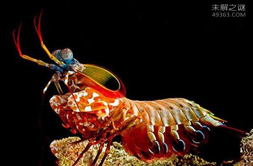 天空蓝魔虾vs雀尾螳螂虾谁厉害?谁才是世界上最凶猛的虾