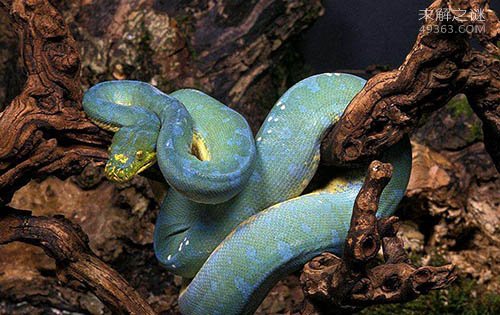 世界上最神秘莫测的毒蛇之一 它们还不只是单纯的蓝色哦