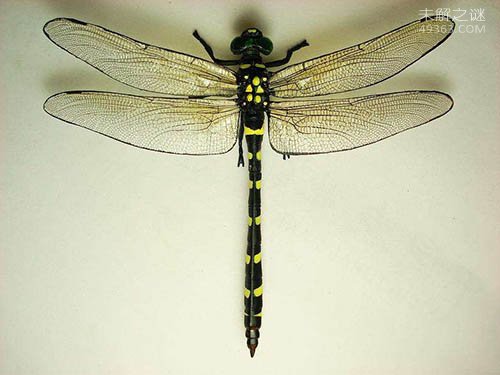 鬼蜻蜓被人类称为遗落世上的火星异种，鬼蜻蜓有毒吗?