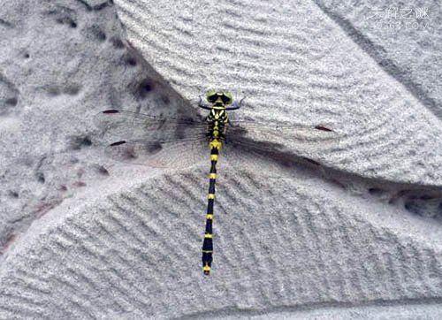 鬼蜻蜓被人类称为遗落世上的火星异种，鬼蜻蜓有毒吗?