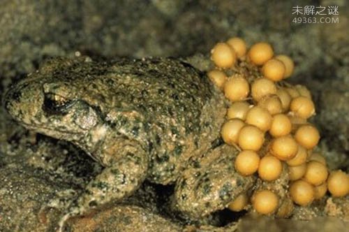 琵琶蟾蜍，世界上最令人恶心反胃的动物(请慎入)