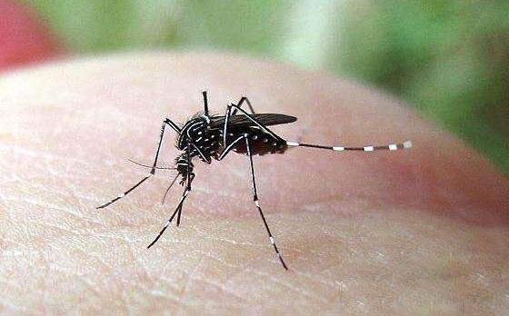 蚊子的寿命最长竟有4个月，难怪家里的蚊子都杀不完