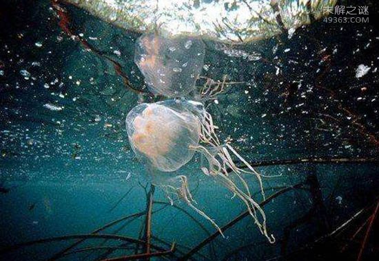 澳洲方水母到底有多毒?3分钟之内就会死亡?