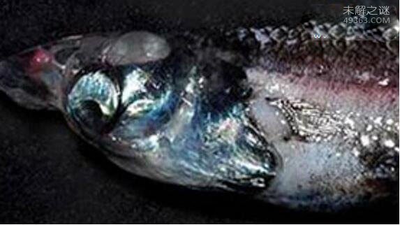 管眼鱼称为“幽灵鱼”的奇特鱼类,为什么那么神秘呢?