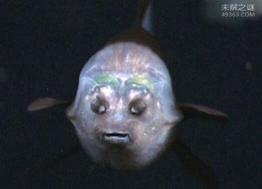 管眼鱼称为“幽灵鱼”的奇特鱼类,为什么那么神秘呢?