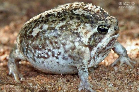 世界上最可爱的青蛙,馒头蛙圆滚滚惹人爱(手指般大小)