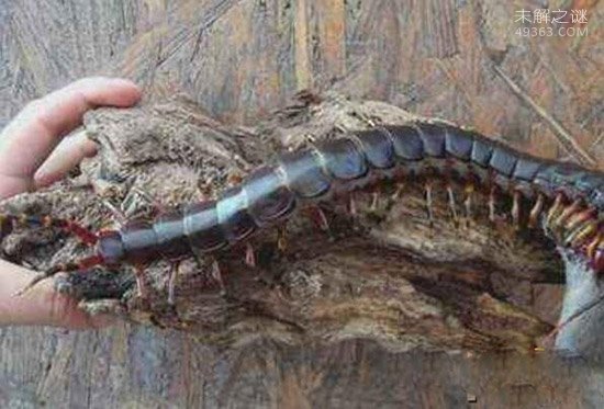 加拉帕格斯巨人蜈蚣毒性强烈：每年千人死于它嘴（体型庞大）