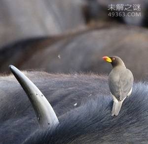 世界上十大现实生活中的吸血生物