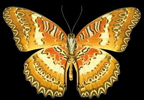 世界上最珍稀的蝴蝶 光明女神蝶在我国仅有3只