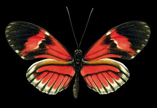 世界上最珍稀的蝴蝶 光明女神蝶在我国仅有3只
